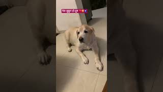 #maakaladla #cute #bacha #labrador #dog#doglover #shortvideo #youtubeshorts #dogshorts #dogvideos