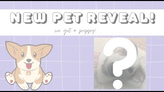 We got a greyhound puppy! | Meet Winnie | new pet reveal |