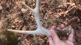 Shed Hunting 2018