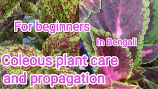 Coleous care tips and propagation for beginners in Bengali