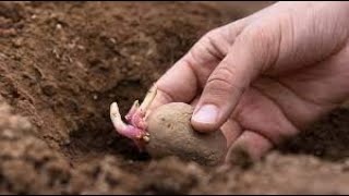 Aardappels planten