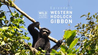 Wild You Were Sleeping (Episode 5): hoolock gibbon