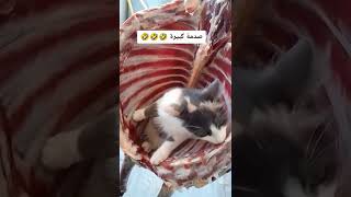 #shorts #short #funnyvideo #funnycats #اشبع_ضحك #فكاهة 🤣🤣🤣