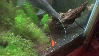 Lima Shovelnose Catfish (SLO-MO) #shorts