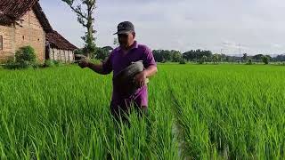 SUASANA PEDESAAN Segenggam padi , harapan hidup bagi seorang petani.