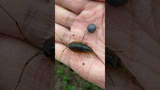 海蟑螂 釣魚 Ligiidae fishing  🎣