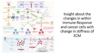 Immune Response & Cancer Cells intracellular signaling pathway modulate by ECM stiffness #Code: 553