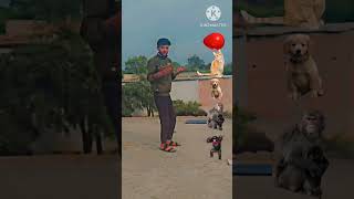 Balloon_to_monkey,_dog,cat_-_elephant_vfx_magic_,viral_#short(360p)