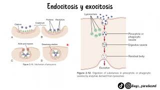 CÉLULA Y SUS FUNCIONES CURSO DE BASES DE LA FISIOLOGÍA PT. 2