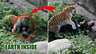 Wanita Ini Hendak Memberi Makan Harimau..!! Tiba Tiba Hal MENGERIKAN Terjadi...