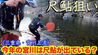 【三重県・宮川上流】今年は尺鮎が出たとか！？尺鮎狙いに行ってみた！