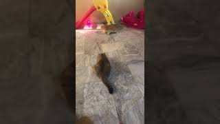 Cats trying to caught laser light