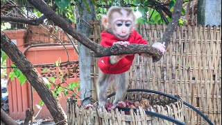 Adorable Baby Monkey Ella Like Play | Playtime Monkey Ella Video