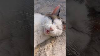 chat qui dort