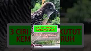 3 Ciri Asli Perkutut Kembang Suruh #shorts #perkutut #katuranggan #perkututkembangsirih #burung