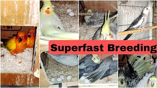 11 Cockatiels Pair Bred in 11 Days || Surprising Progress of Cockatiels - All About Pets (Hindi)