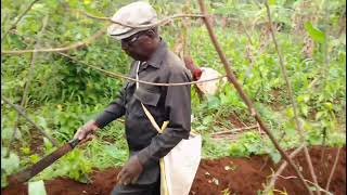 Vetiver System - Cameroon water conservation