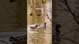 Cute ducks 3