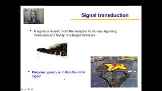 Cell Communication and Signaling Part 2