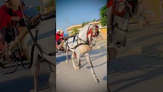 Very popular horse in Pakistan parwaz #shortvideo #horseridding