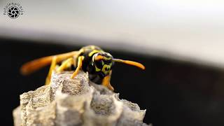 Młoda osa buduje gniazdo / The Young Paper Wasp Queen is building a nest to establish a new colony