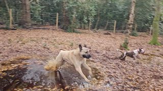 Muddy Dogs Having Fun | Part 2