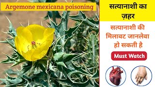 Argemone mexicana poisoning | सत्यानाशी का ज़हर | poison | poison tree | poison plants |