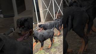 Very lovely Rottweiler puppies #shorts #rottweiler #dog