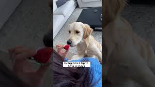 Golden Retriever Shows You How To Get What You Want