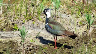 Чибис / Northern lapwing