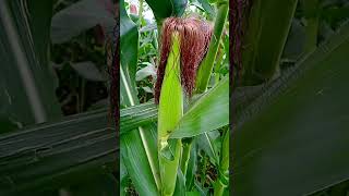 maize