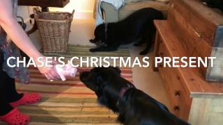 Pig Petrifies Puppy - a belated Christmas clip!