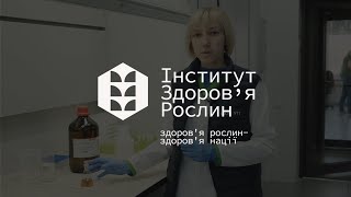 Дослідження вмісту діючої речовини у протруєному зерні