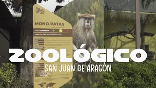 Zoológico de San Juan de Aragón en la CDMX Vale la pena