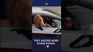 They needed more horse power #lamborghini #horse #power #supercar #comedy #shorts