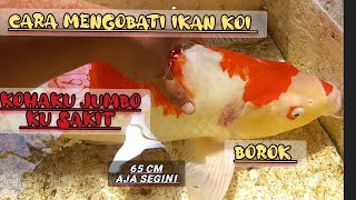 MENGOBATI IKAN KOI JUMBO BOROK SISIK KEMBANG