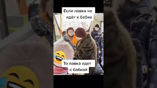 Наконец достойный противник   #Shorts #смешныеживотые #приколы #ржака #угар #прикольныеживотные