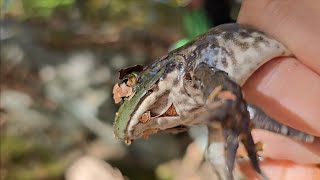 Fall time frogging - are they still out there?