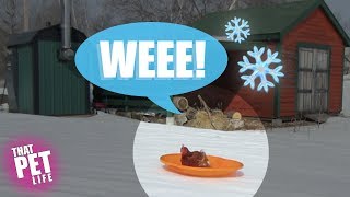 Lil' Chicken LOVES to Sled! | Funny Farm Animals Compilation