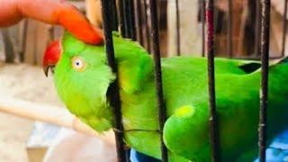 Funny talking parrot || tiya pakhi kotha bole || Pets Birds ❤