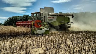 Žatva 2020 I Harvest 2020 I Agroslužby Novotný I 4x Claas