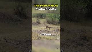 This Baboon Make A Fatal Mistake