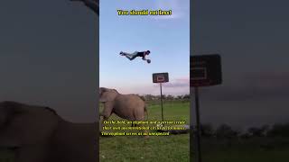 Hilarious Elephant and Human Circus Act Gone Wrong!