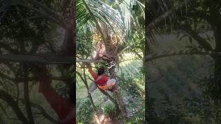 Coconut tree pruning... #shorts #youtubeshorts #coconut