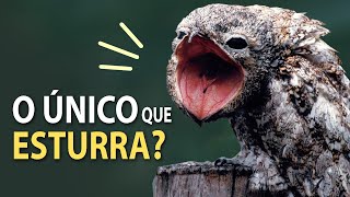 URUTAU-GIGANTE ave enigmática que VOCALIZA COMO UM RUGIDO!