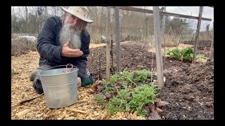 Sow THESE PLANTS ONCE & HARVEST Them FOREVER! Part 9-CREATING a PERMACULTURE PARADISE & FOOD FOREST!