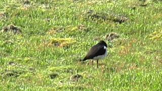 Austernfischer, Oystercatcher