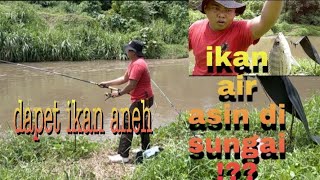 MANCING DI SUNGAI DAPET IKAN AIR ASIN??// PENJELAJAH SUNGAI