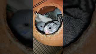 Budgies | Chicks | Love birds