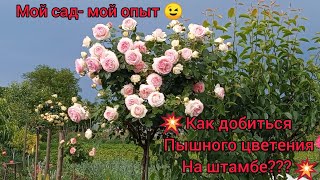 💥Роза на штамбе🌹😃!💥Секреты пышного цветения и создания штамба из любой розы🌹💥😉💪💪👍💥